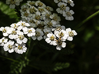 White flowers