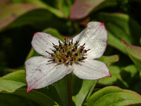 White flower