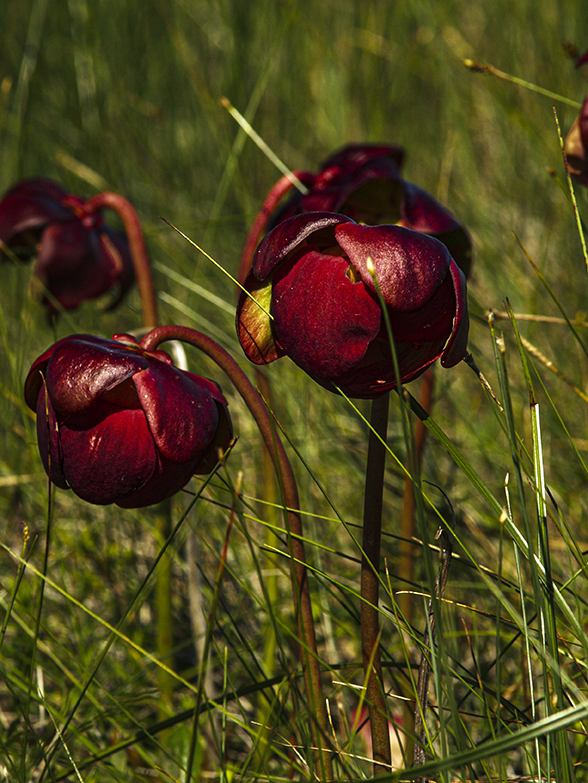 Pitcher plant flowers