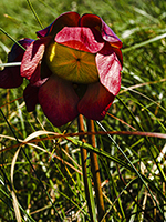 Pitcher plant flower