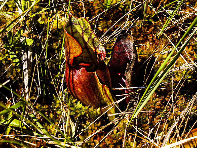 Pitcher plant