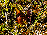 Pitcher plant