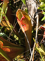 Pitcher plant