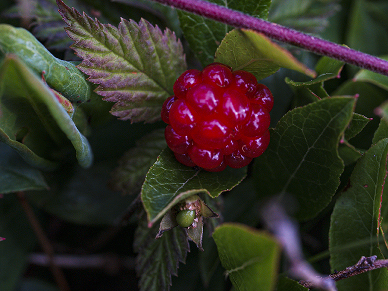 Wild Raspberry