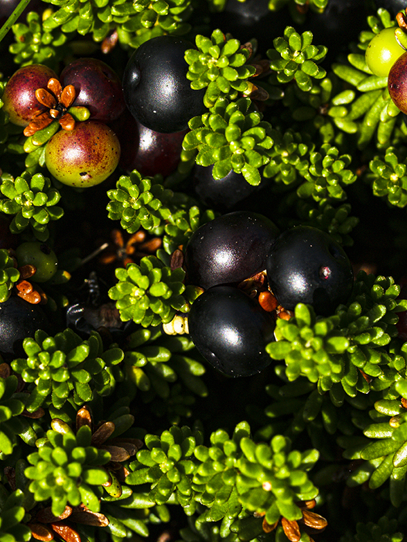 Crowberries