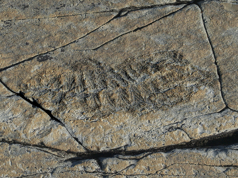 Fossil at Mistaken Point