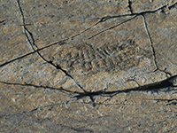 Fossil at Mistaken Point