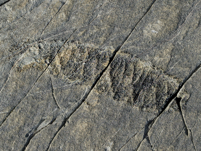 Fossil at Mistaken Point