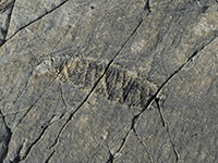 Fossil at Mistaken Point