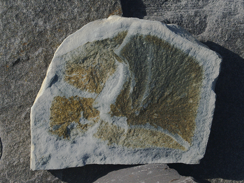 Fossil at Mistaken Point