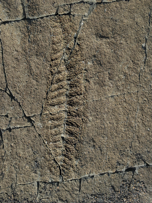 Fossil at Mistaken Point