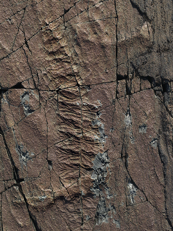 Fossil at Mistaken Point