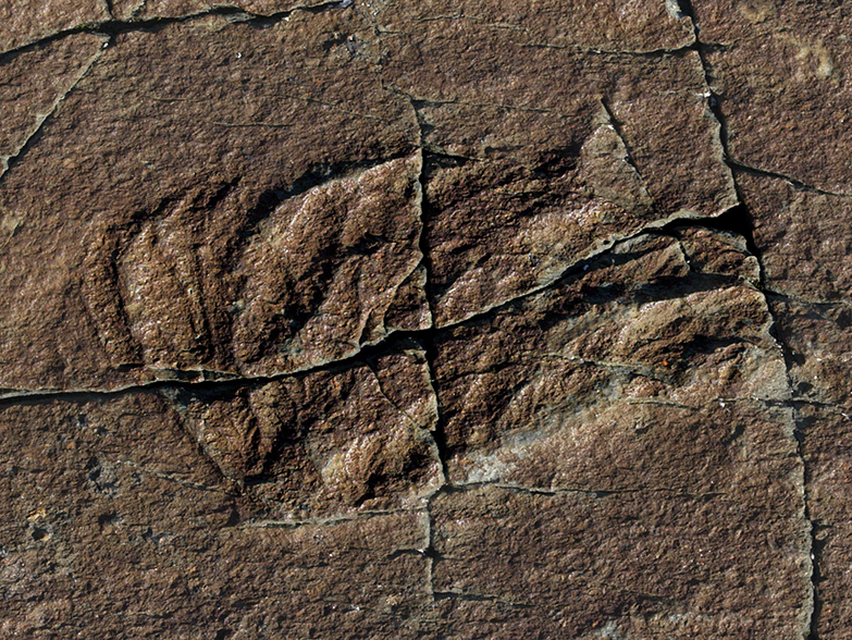 Fossil at Mistaken Point