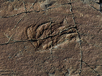 Fossil at Mistaken Point