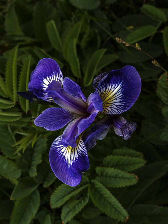 Iris