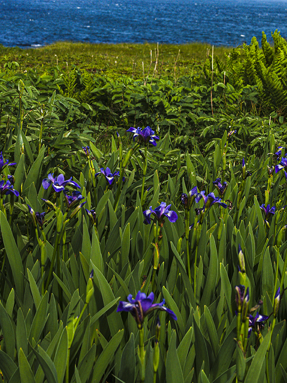 Irises and the sea