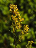 Yellow flowers