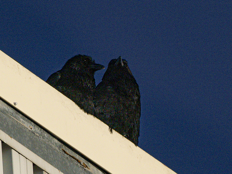 Raven couple