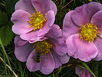 Bee among the Wild Roses