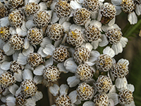 White Flowers