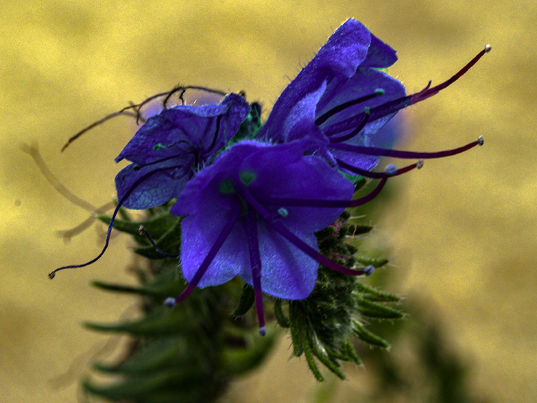 Purple Flowers