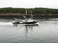 Sardine Boat