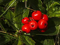 Red Berries