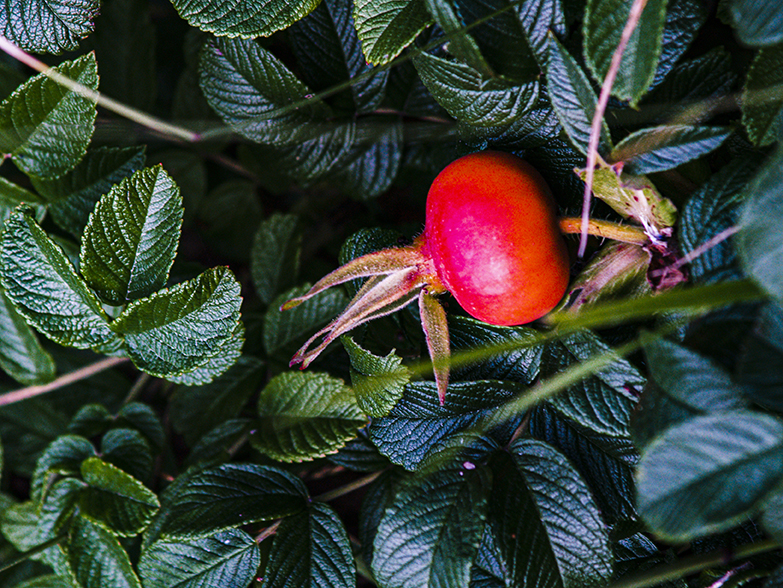 Rosehip