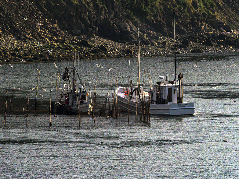 Weir with boats