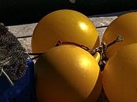 Dark Harbour Yellow Floats and Net