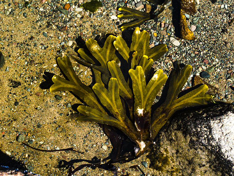 Anchorage Seaweed