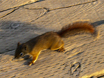 Squirrel at Swalllow Tail