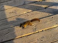 Squirrel at Swalllow Tail