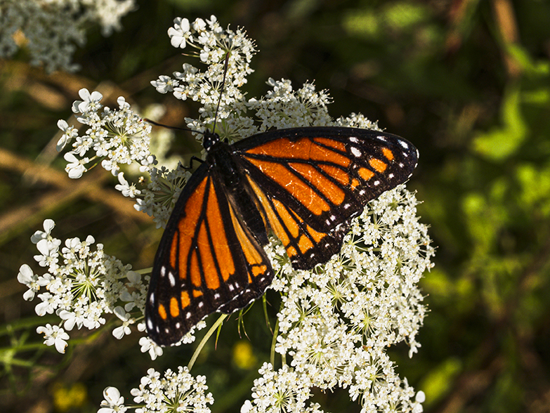 Monarch on Queen Anne's Lace