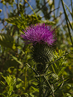 Thistle