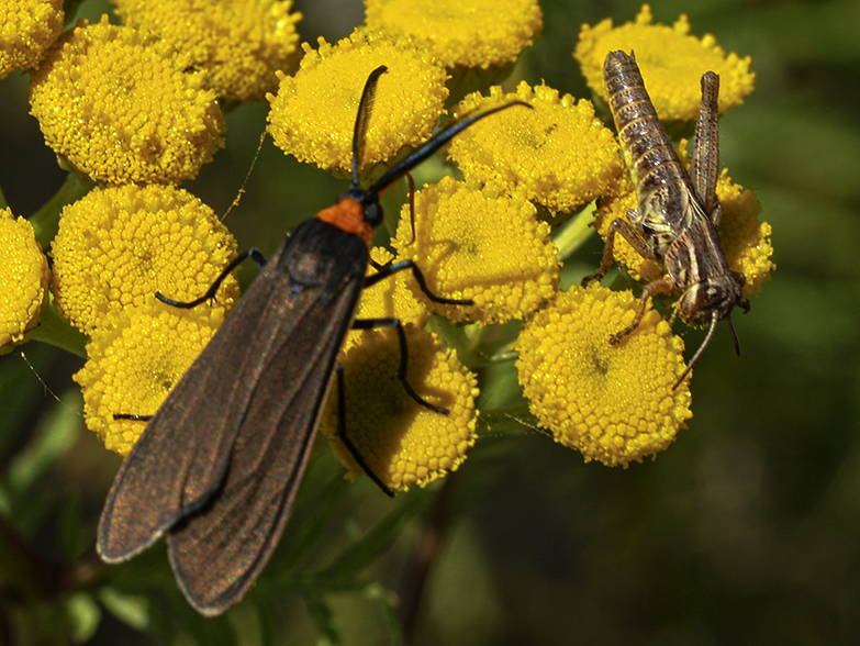 Grass Hopper and Friend