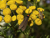 Grass Hopper and Friend