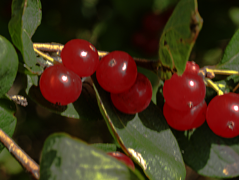 Red berries