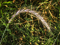 Grass seed