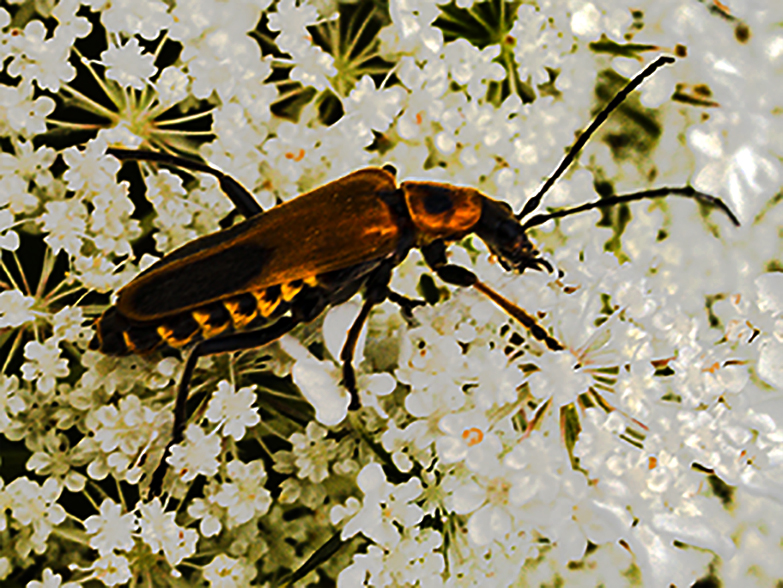 Bug on Queen Anne's Lace