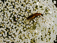 Bug on Queen Anne's Lace