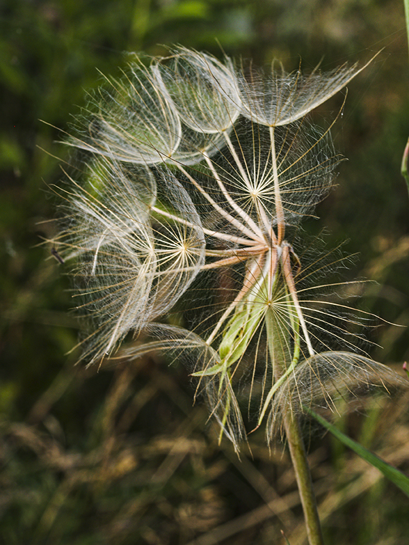 Soon blowing in the wind