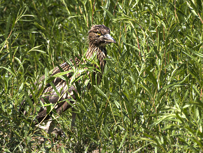 Night Heron Chick