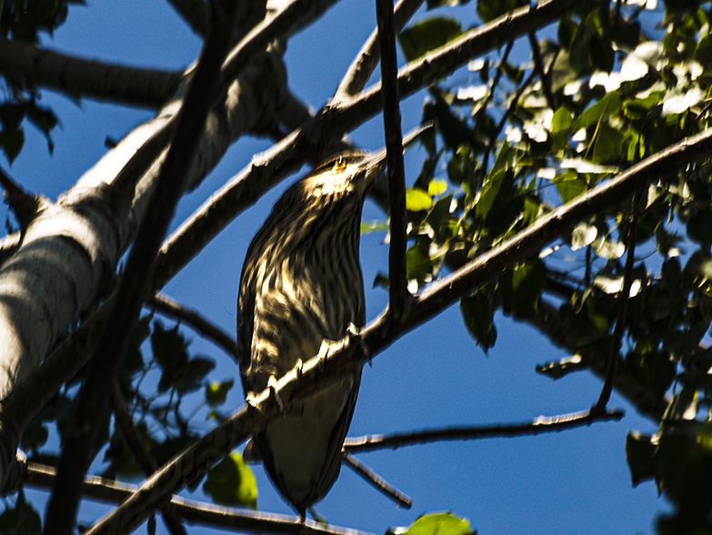 Night Heron Chick