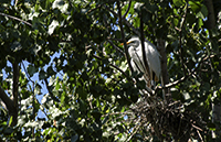 Egret Chick