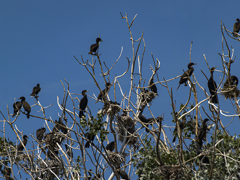 Cormorant