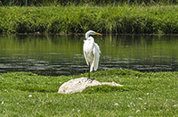 Egret