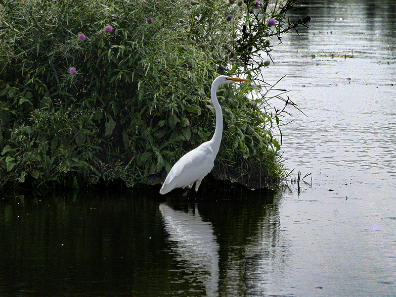 Egret