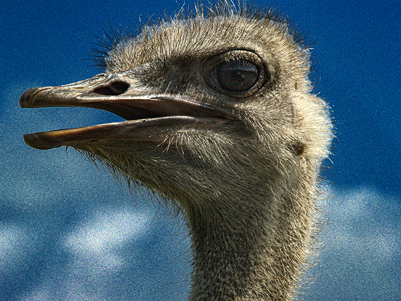 Ostrich