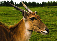 Eland